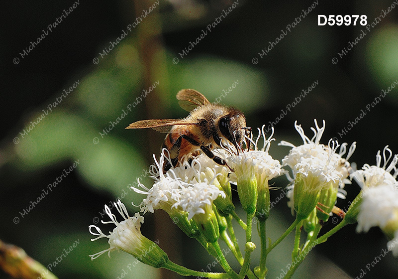 Western Honey Bee (Apis mellifera)